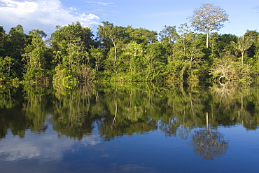 Flooded tropical rain forest, Mamiraua sustainable development reserve, Amazonas, Brazil, South America