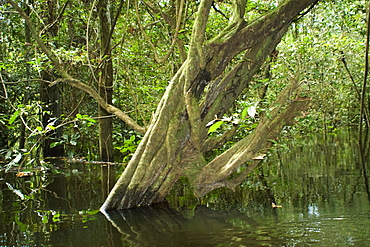 Flooded tropical rain forest, Mamiraua sustainable development reserve, Amazonas, Brazil, South America