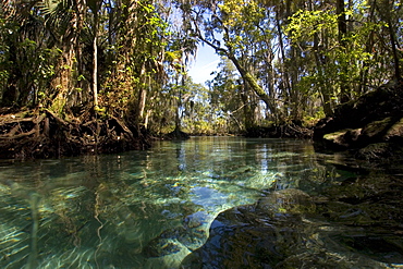 Three Sisters spring, Crystal River, Florida, United States of America, North America