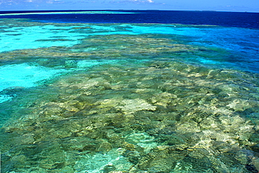 Coral reef, Namu atoll, Marshall Islands, Pacific
