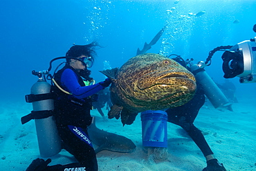 Goliath grouper (Epinephelus itajara) next to video camera,  Molasses Reef, Key Largo, Florida, United States of America, North America