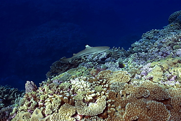 Blacktip shark (Carcharhinus melanopterus) hovers over  pristine coral reef, Rongelap, Marshall Islands, Micronesia, Pacific