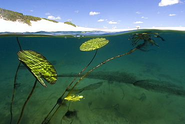 Freshwater plants in rain water ponds in the middle of sand dunes, Lencois Maranhenses, Maranhao, Brazil, South America