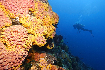 Diver explores the reef wall covered with orange cup coral (Tubastrea sp.), Coconut point, Apo island Marine Reserve, Philippines, Southeast Asia, Asia