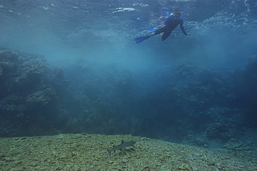 Snorkeller observes white tip shark (Triaenodon obesus) from surface, Jaboan, Rongelap, Marshall Islands, Micronesia, Pacific