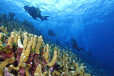 Survey divers on ascent over coral reef, mainly Acropora palifera, Namu atoll, Marshall Islands, Pacific