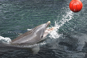 Bottlenose dolphin (Tursiops truncatus) playing with ball, Hawaii, United States of America, Pacific