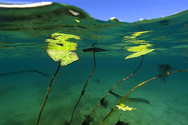 Freshwater plants in rain water ponds in the middle of sand dunes, Lencois Maranhenses, Maranhao, Brazil, South America