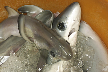 Thresher shark (Alopias sp.) pups, Nanfang'ao fish market, Suao, Taipei, Taiwan, Asia