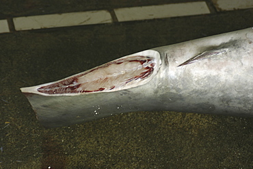 Caudal peduncle of thresher shark (Alopias sp.), showing finning scar, Nanfang'ao fish market, Suao, Taipei, Taiwan, Asia