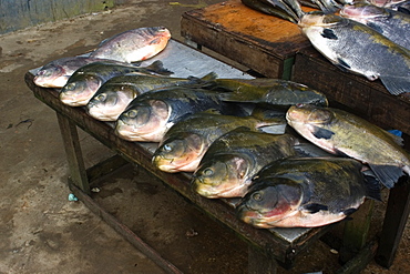 Black tambaqui (Colossoma macropomum) for sale at riverside fish market, Tefe, Amazonas, Brazil, South America