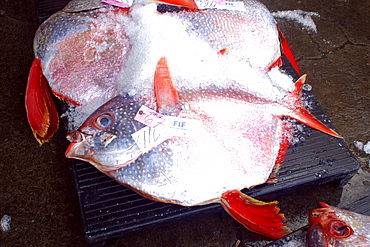 Opah (Lampris regius) at fish auction, Honolulu, Oahu, Hawaii, United States of America, Pacific
