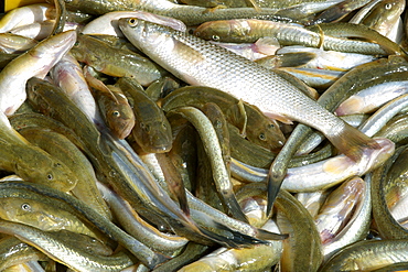 Live fish at seafood market near Yeongjongdo pier, Incheon, Gyeonggi-Do, South Korea, Asia