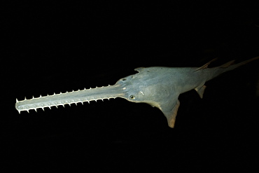 Sawfish (Pristis pectinatus), preserved specimen, Amazon River Basin, Amazonas, Brazil, South America