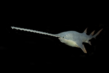 Sawfish (Pristis pectinatus), preserved specimen, Amazon River Basin, Amazonas, Brazil, South America