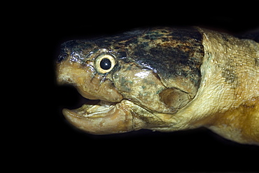 Big headed Amazon river turtle (Podocnemis dumeriliana), preserved species, Manaus, Amazonas, Brazil, South America