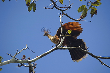 Hoatzin bird (Opisthocomus hoazin). Mamiraua sustainable development reserve, Amazonas, Brazil, South America