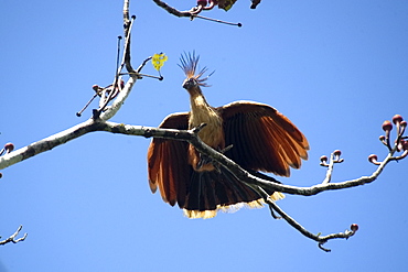 Hoatzin bird (Opisthocomus hoazin). Mamiraua sustainable development reserve, Amazonas, Brazil, South America