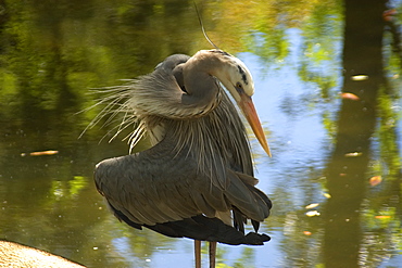 Great blue heron (Ardea herodias), Homosassa Springs Wildlife State Park, Florida, United States of America, North America