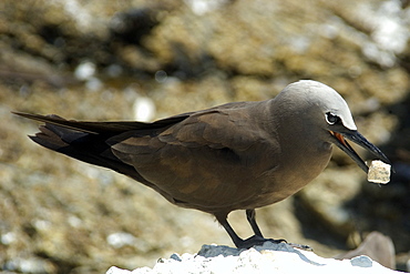 Brown noddy (Anous stolidus), picking up rock, St. Peter and St. Paul's rocks, Brazil, South America