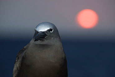 Brown noddy (Anous stolidus) at dusk, St. Peter and St. Paul's rocks, Brazil, South America