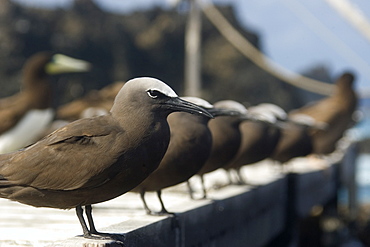 Brown noddies (Anous stolidus) on boardwalk, St. Peter and St. Paul's rocks, Brazil, South America