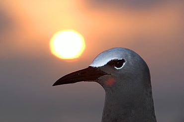 Brown noddy (Anous stolidus) at dusk, St. Peter and St. Paul's rocks, Brazil, South America