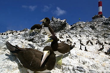 Brown boobies (Sula leucogaster) protecting nest at rookery,  St. Peter and St. Paul's rocks, Brazil, South America