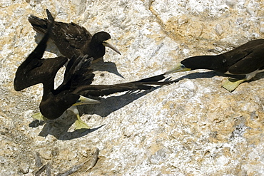 Brown booby (Sula leucogaster) pecking at intruder's wing,   St. Peter and St. Paul's rocks, Brazil, South America