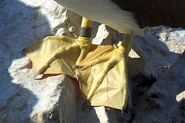 Brown booby's feet (Sula leucogaster), St. Peter and St. Paul's rocks, Brazil, South America