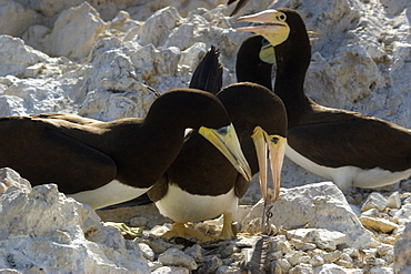 Brown booby (Sula leucogaster) couple displaying nesting behavior, St. Peter and St. Paul's rocks, Brazil, South America