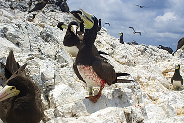 Injured brown booby (Sula leucogaster), St. Peter and St. Paul's rocks, Brazil, South America