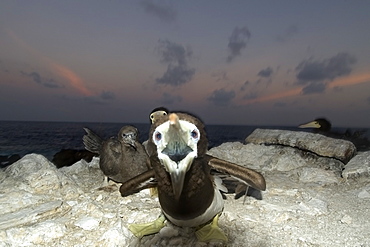 Angry Brown booby (Sula leucogaster) protecting nest, St. Peter and St. Paul's rocks, Brazil, South America