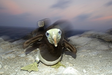 Angry Brown booby (Sula leucogaster) protecting nest, St. Peter and St. Paul's rocks, Brazil, South America