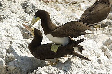 Couple of brown boobies (Sula leucogaster) mating, St. Peter and St. Paul's rocks, Brazil, South America