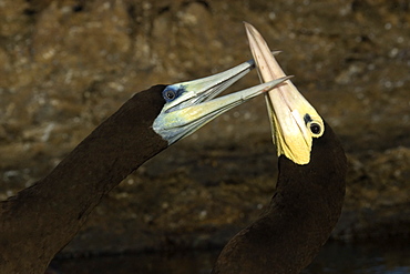 Brown booby (Sula leucogaster) male pecking at female, St. Peter and St. Paul's rocks, Brazil, Soputh America