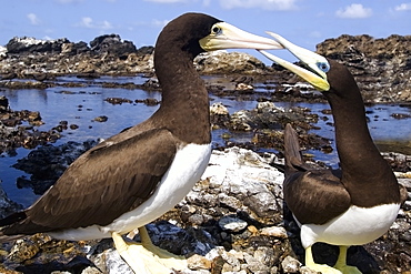 Brown booby (Sula leucogaster) male and female pecking,  St. Peter and St. Paul's rocks, Brazil, South America