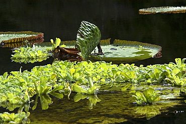 Wild Victoria regia (waterlily) (Victoria amazonica), the largest of all lilies, Mamiraua sustainable development reserve, Amazonas, Brazil, South America