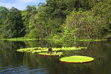 Wild Victoria regia (waterlily) (Victoria amazonica), the largest of all lilies, Mamiraua sustainable development reserve, Amazonas, Brazil, South America