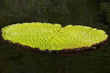 Wild Victoria regia (waterlily) (Victoria amazonica), the largest of all lilies, Mamiraua sustainable development reserve, Amazonas, Brazil, South America