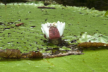 Wild Victoria regia (waterlily) (Victoria amazonica), the largest of all lilies, Mamiraua sustainable development reserve, Amazonas, Brazil, South America