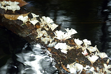 White mushrooms growing on tree trunk, Mamiraua sustainable development reserve, Amazonas, Brazil, South America