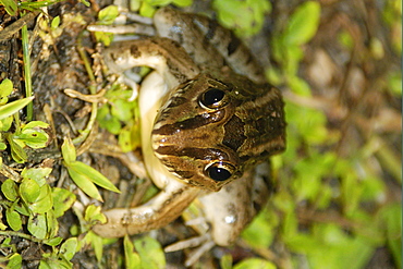 Criolla bullfrog (butter frog) (Leptodactylus ocellatus) at night, southern Pantanal, Mato Grosso do Sul, Brazil, South America