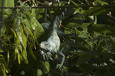 Green Iguana (Iguana iguana). Novo Airao, Amazonas, Brazil, South America