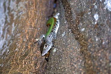 Whiptail lizard (Kentropyx sp), Mamiraua sustainable development reserve, Amazonas, Brazil, South America