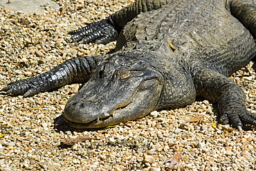 American alligator (Alligator mississippiensis), Homosassa Springs Wildlife State Park, Florida, United States of America, North America