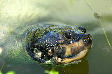 Giant amazon river turtle (Podocnemis expansa), Manaus, Amazonas, Brazil, South America