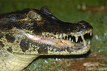 Caiman (jacare) (Caiman crocodilus yacare) at night, southern Pantanal, Mato Grosso do Sul, Brazil, South America