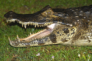 Caiman (jacare) (Caiman crocodilus yacare) at night, southern Pantanal, Mato Grosso do Sul, Brazil, South America