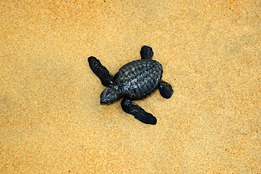 Olive ridley turtle hatchling (Lepidochelys olivacea), Costa do Sauipe, Bahia, Brazil, South America